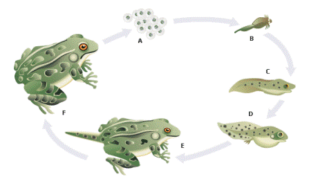 مراحل نمو الضفدع