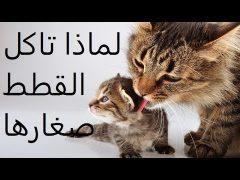 لماذا تاكل القطة صغارها