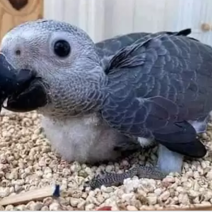 Parrots for Sale in UK | Where to buy a Parrot near 