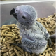 Parrots for Sale in UK | Where to buy a Parrot near 
