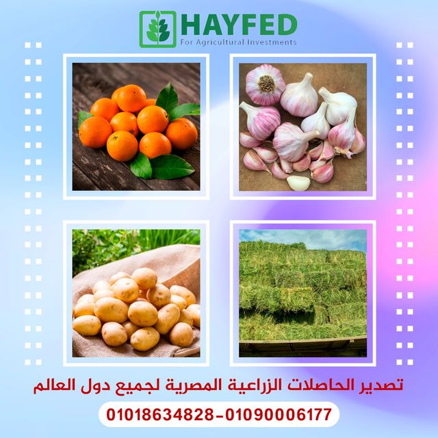 هايفد للاستثمارات الزراعية شريكك الأمثل لتصدير المحاصيل المصري
