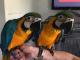 Adorable Talking Blue and Gold Macaw Parrots