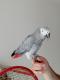 WELL TRAINED MALE AND FEMALE AFRICAN GREY PARROTS
