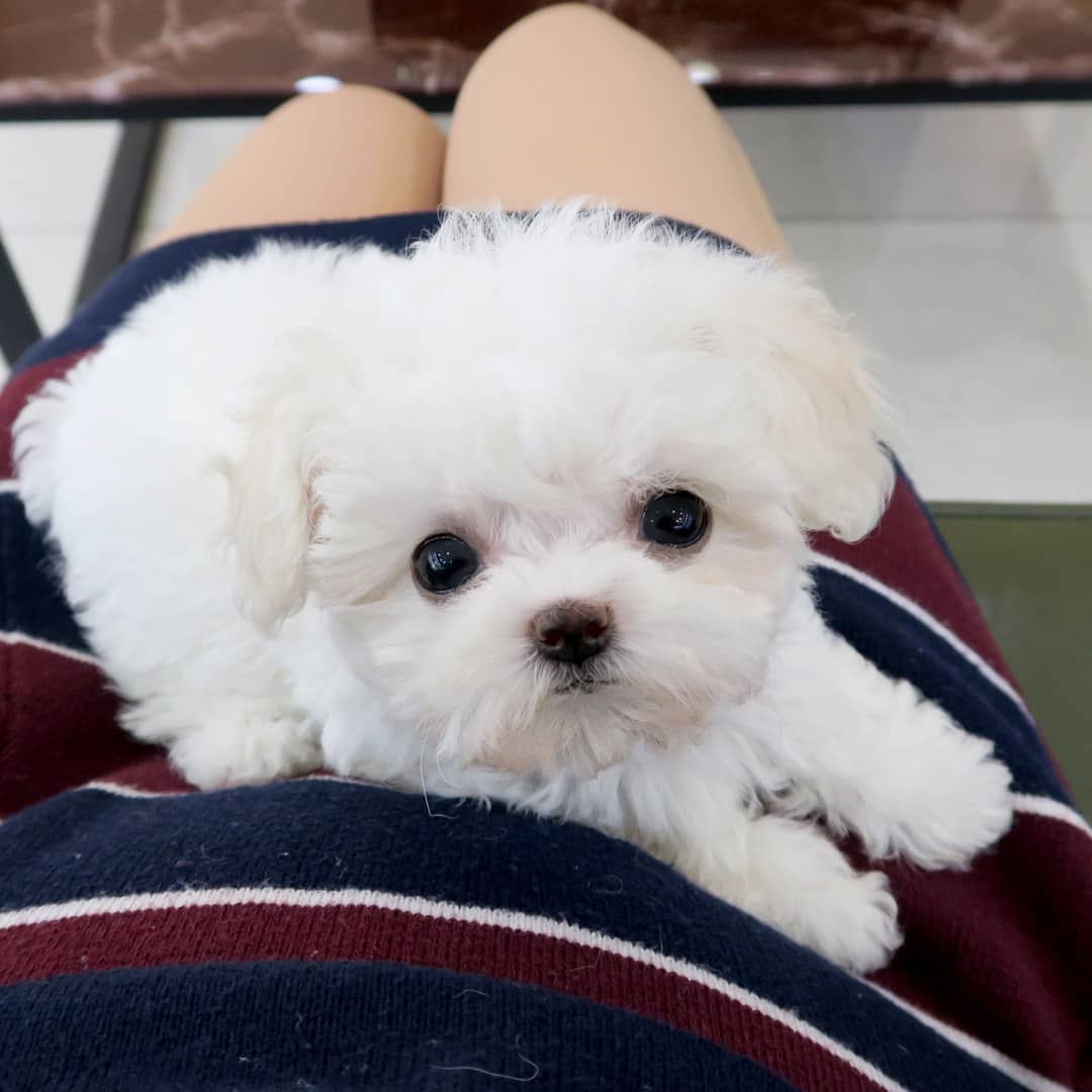 Registered Teacup Maltese Puppies Available for sale