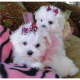 Registered Teacup Maltese Puppies Available for sale