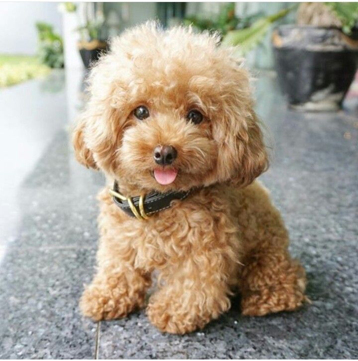 Gorgeous toy poodle puppies for sale