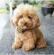 Gorgeous toy poodle puppies for sale