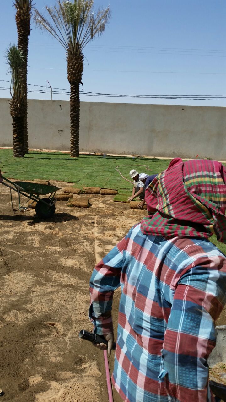  مؤسسة حدائق الغد إنتاج جميع أنواع الثيل بالخرج تنسيق الحدائق 
