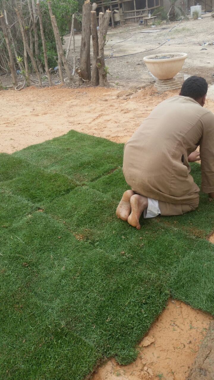  مؤسسة حدائق الغد إنتاج جميع أنواع الثيل بالخرج تنسيق الحدائق 