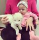 White Lion Cubs for sale