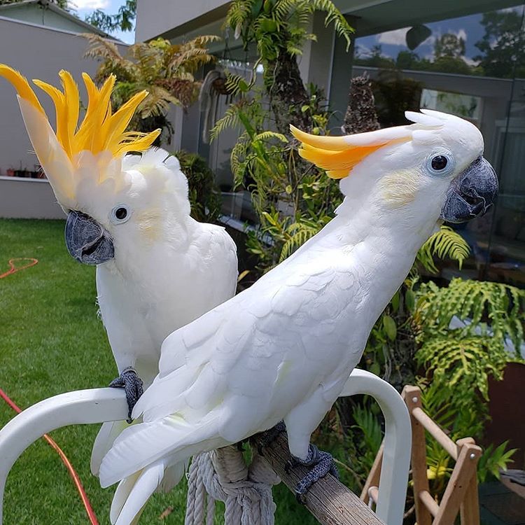 Cockatoo Parrots For Sale   