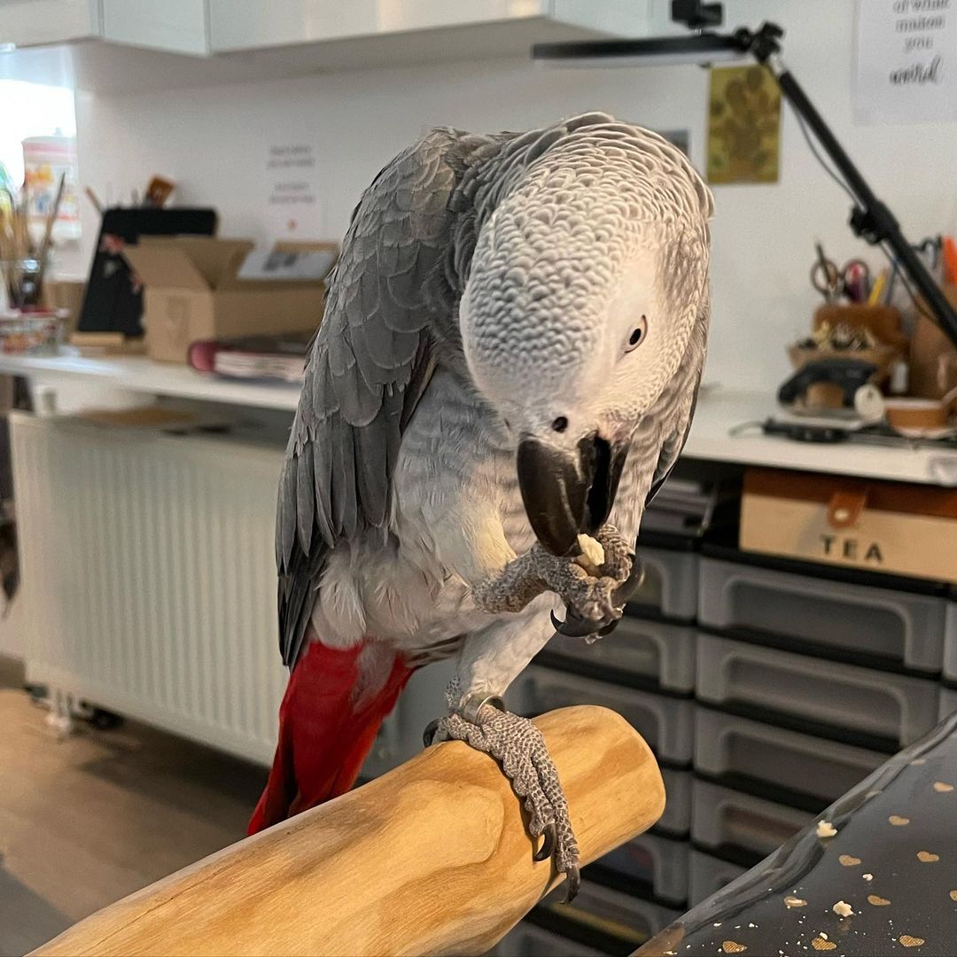 Talking African Grey Parrots for sale 