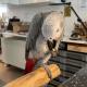 Talking African Grey Parrots for sale 