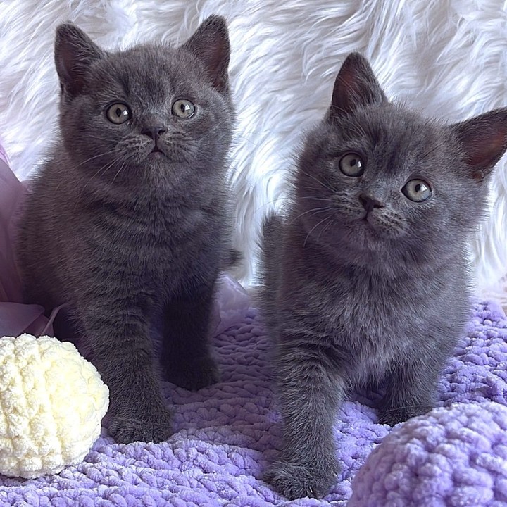 british shorthair kittens for Sale