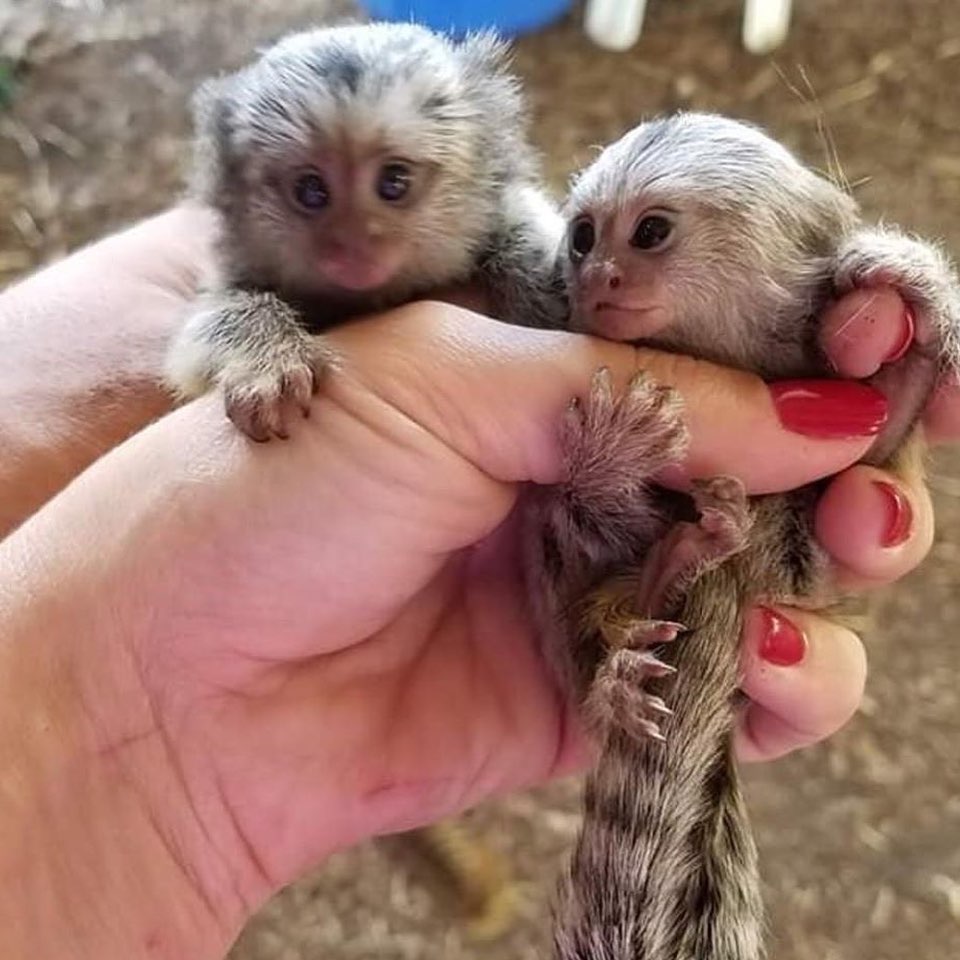 Marmoset Monkey for Adoption
