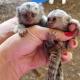 Marmoset Monkey for Adoption