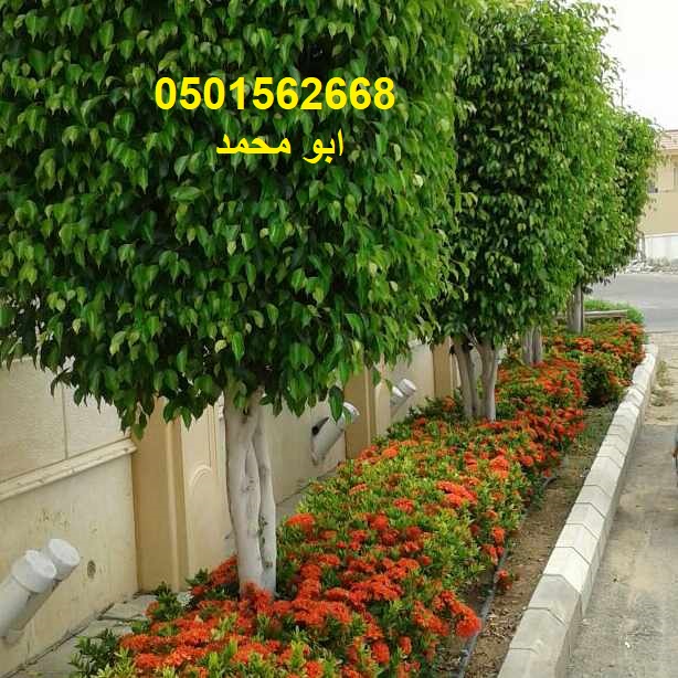 تنسيق الحدائق زرع النخيل ثيل صناعى طبيعى ورود شبكات ري تزيين ا