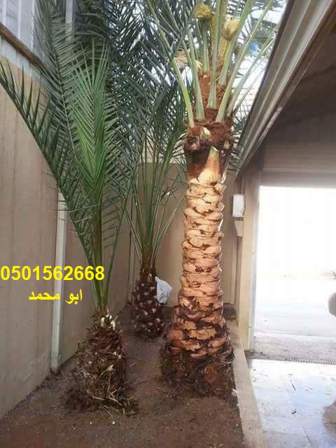 تنسيق الحدائق زرع النخيل ثيل صناعى طبيعى ورود شبكات ري تزيين ا