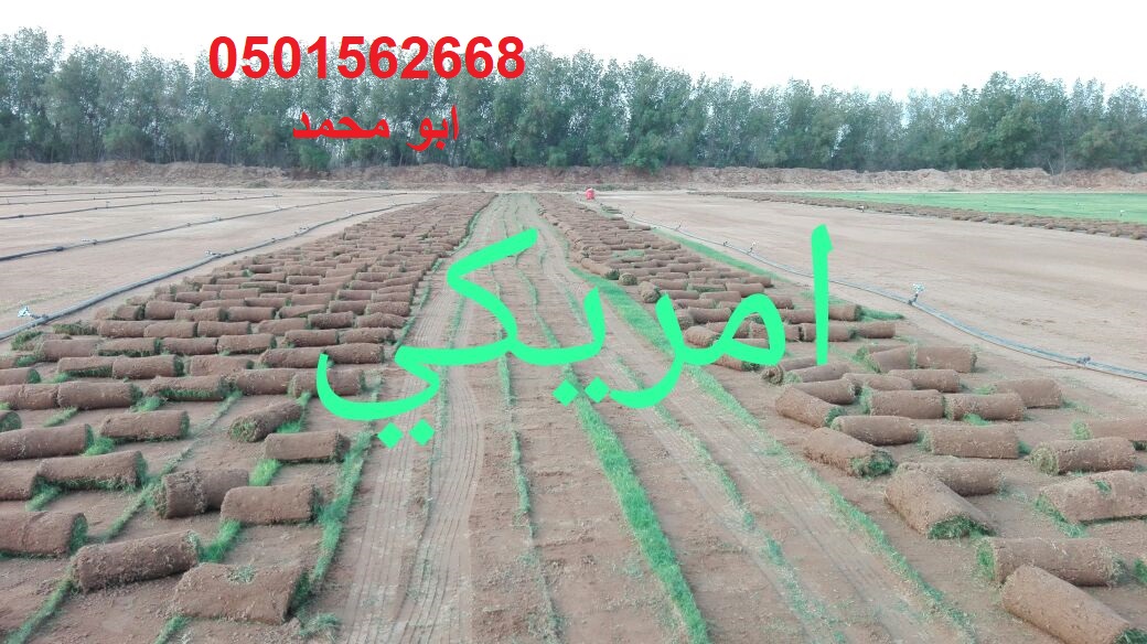تنسيق الحدائق زرع النخيل ثيل صناعى طبيعى ورود شبكات ري تزيين ا