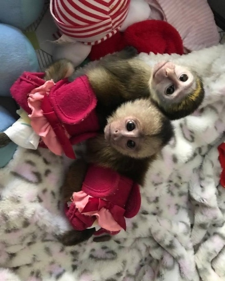 Cute  Capuchin Monkeys for Sale 
