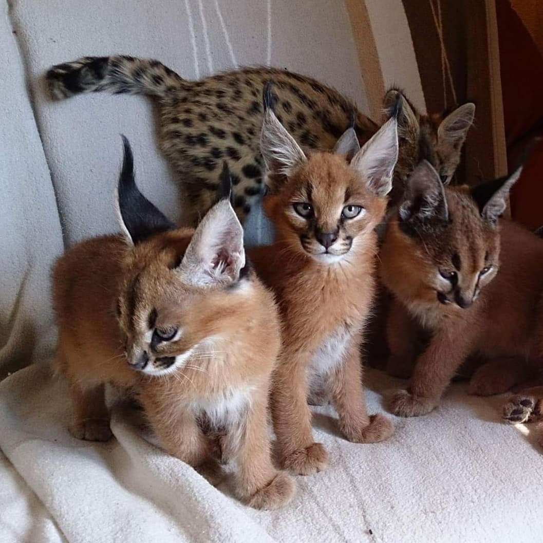 Lovely Caracal Kittens for Sale 