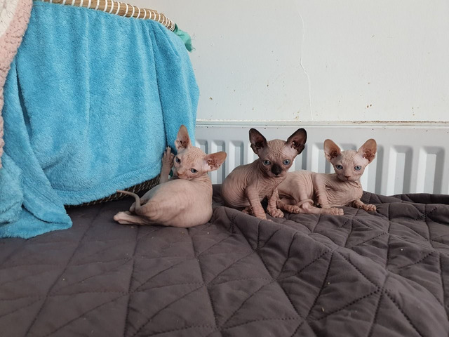 Sphynx Kittens available  for sale