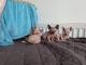 Sphynx Kittens available  for sale
