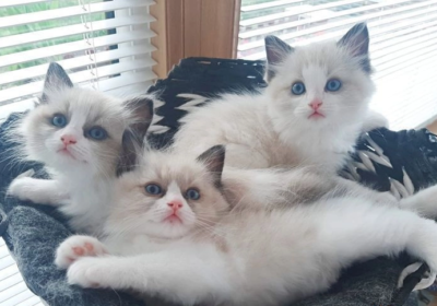 Ragdoll kittens 