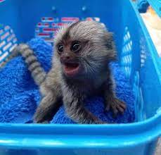 Finger Marmoset Monkeys for sale