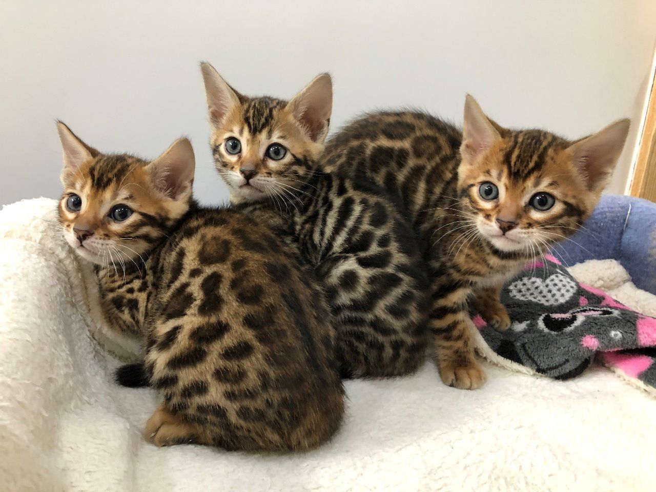 Cute Bengal kittens for sale 