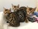 Cute Bengal kittens for sale 