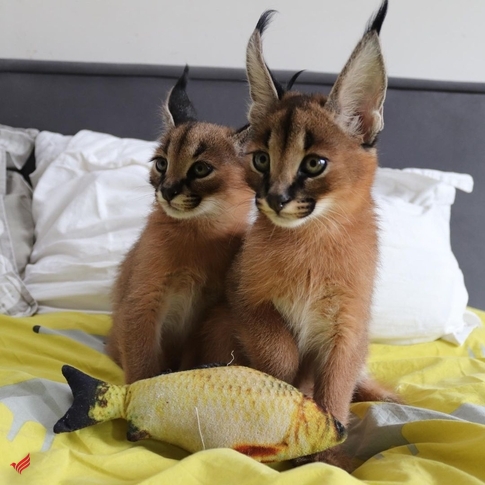 playful Caracal Kittens for Sale