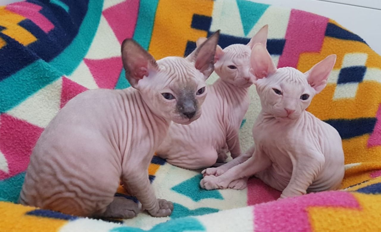 Lovely Sphynx Kittens  for sale 