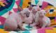 Lovely Sphynx Kittens  for sale 