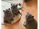  Adorable British shorthair kittens for sale