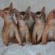 Cute Abyssinian Kittens For Sale