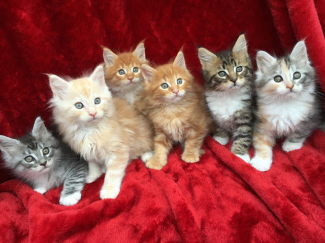 Lovely Maine Coon Kittens for sale