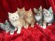 Lovely Maine Coon Kittens for sale