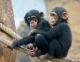 Home Trained Chimpanzee Monkeys for Sale