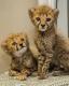  Male and Female Tigers, Cheetah Cubs For Sale