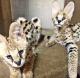 Beautiful Serval Kittens for sale 