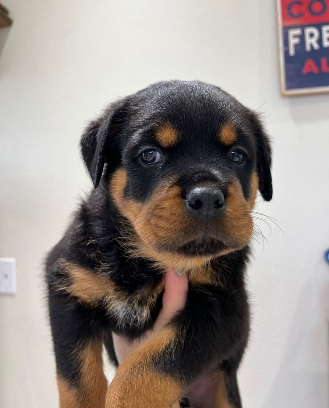  Rottweiler Puppies Available for sale 