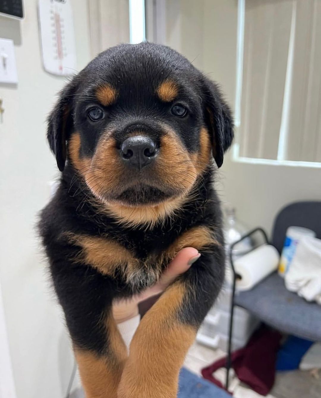 Rottweiler Puppies Available for sale 