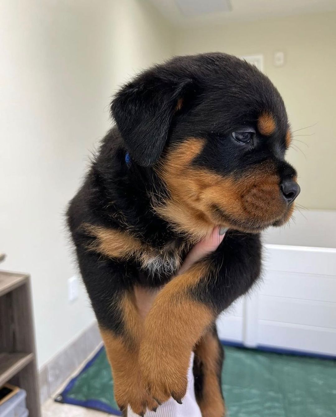  Rottweiler Puppies Available for sale 