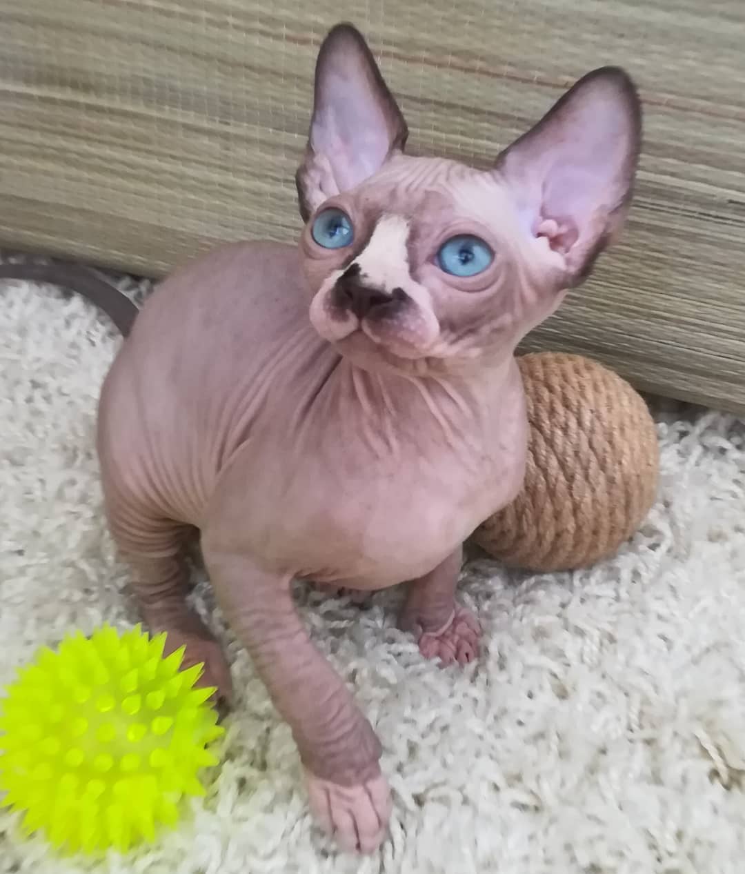 Sphynx Kittens for sale 