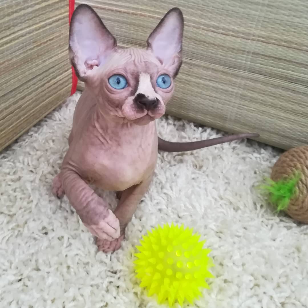 Sphynx Kittens for sale 