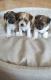 male and female shihztu puppy available for new home wasap for