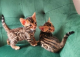 Bengal kittens