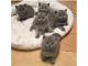 British shorthair kittens 